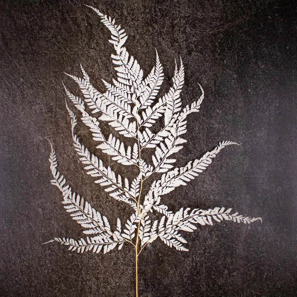 Natural Dried Mini Fern