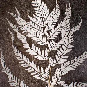Natural Dried Mini Fern