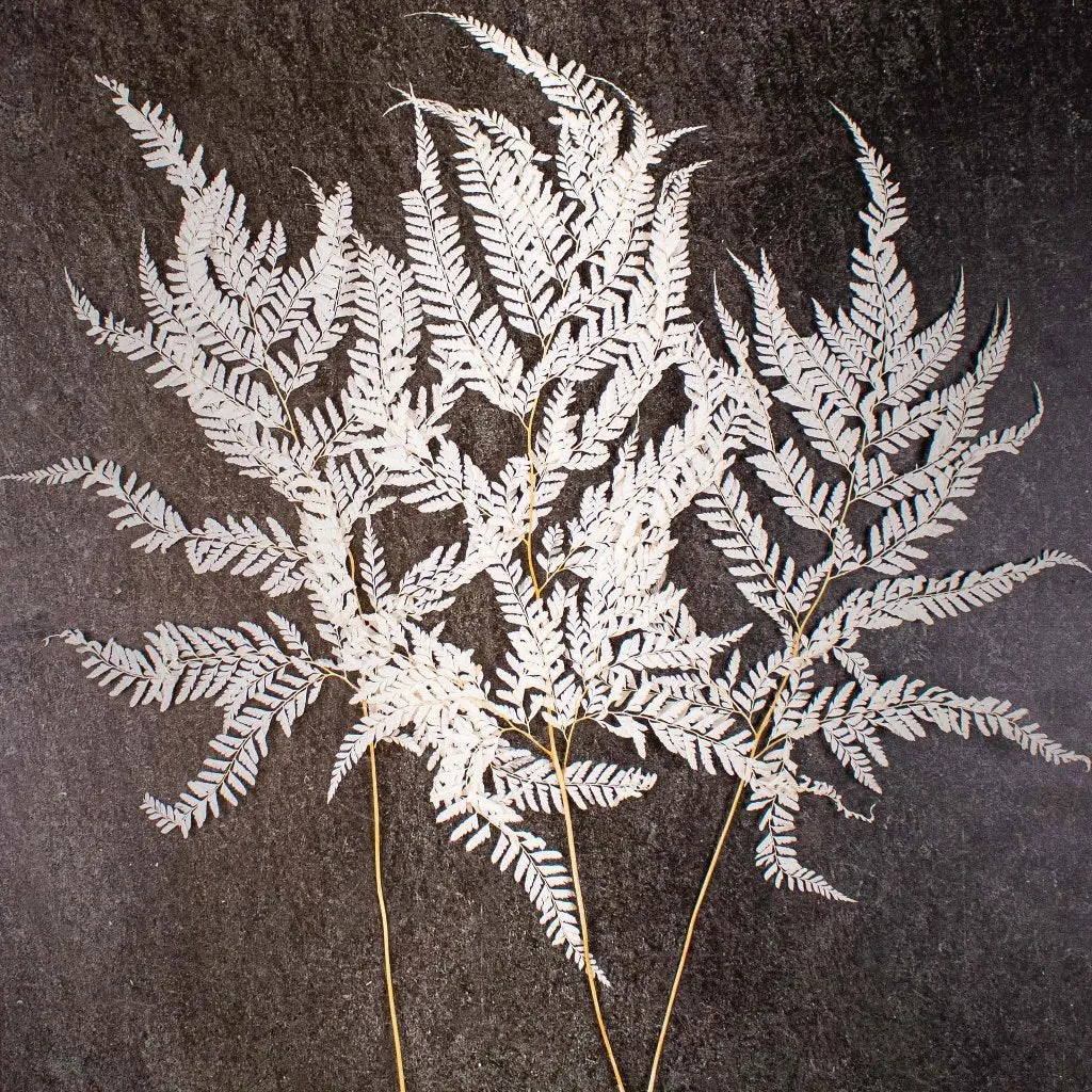 Natural Dried Mini Fern